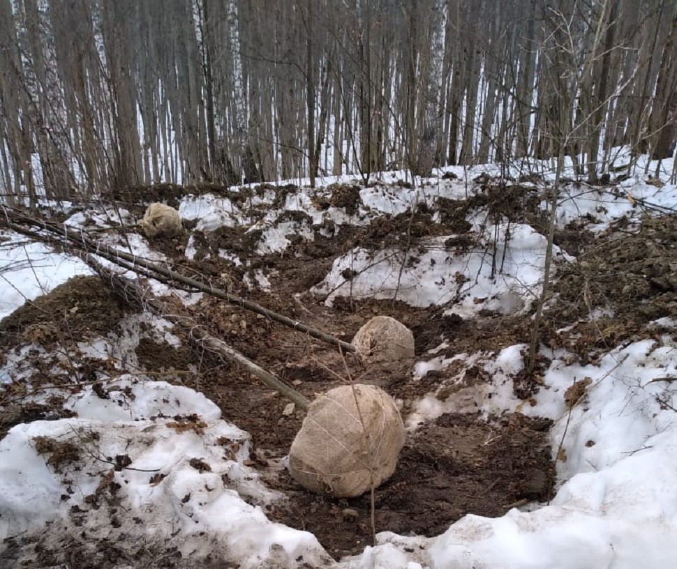 В Пензенской области украли липы почти на 400 тысяч рублей