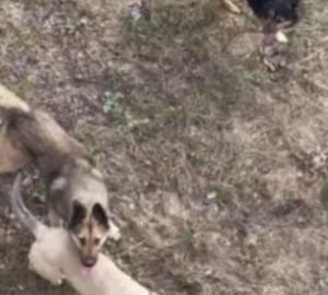 На Западной поляне свора собак держит в страхе всю округу