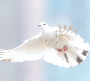 На Благовещение в небо пустят белых голубей