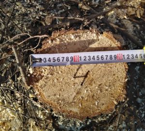 В Нижнеломовском районе украли березы на 400 тысяч