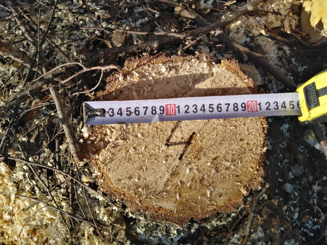 В Нижнеломовском районе украли березы на 400 тысяч