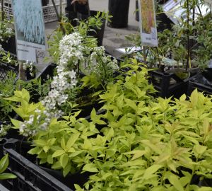 Стало известно, когда в Кузнецке начнут курсировать дачные автобусы