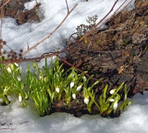 В Пензенском Ботаническом саду расцвели подснежники