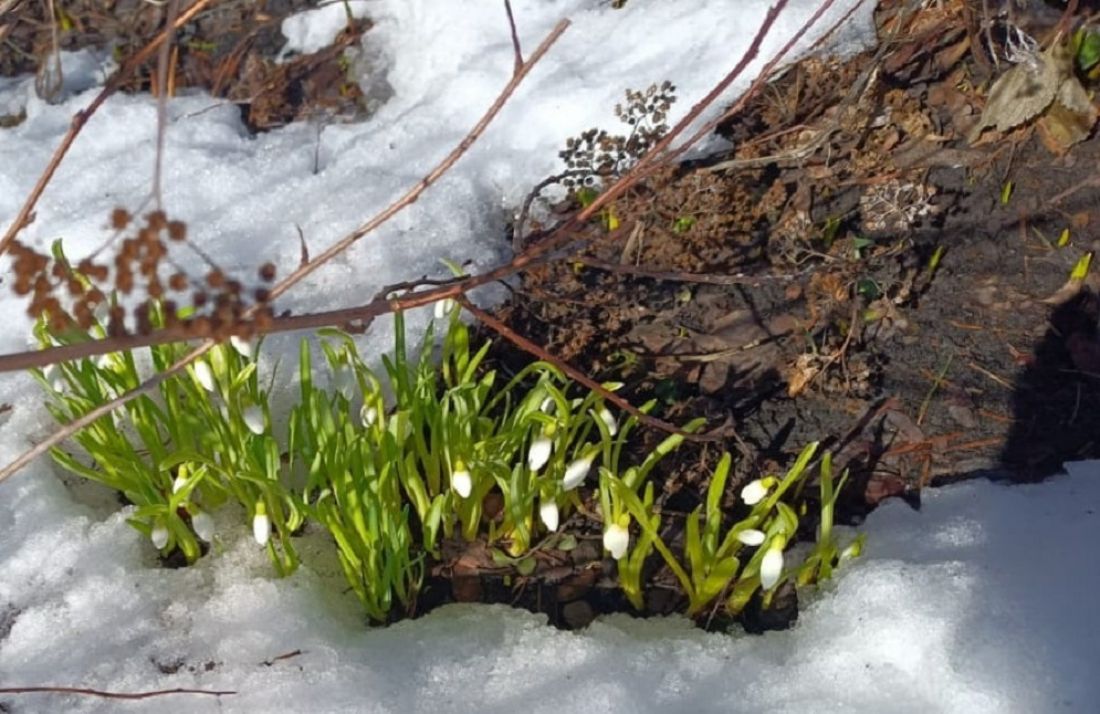 В Пензенском Ботаническом саду расцвели подснежники