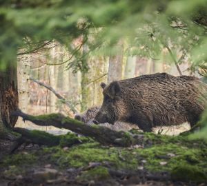 Как избежать нападения при встрече с диким зверем в лесу