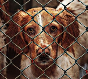 Строительство пензенского приюта для животных оказалось под вопросом