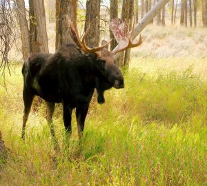 В Пачелмском районе на скамье подсудимых оказались двое неудачливых охотника на лося