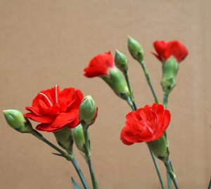 В Кузнецке планируется открытие ярмарки цветов