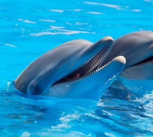 В России хотят запретить вылов морских животных в развлекательных целях