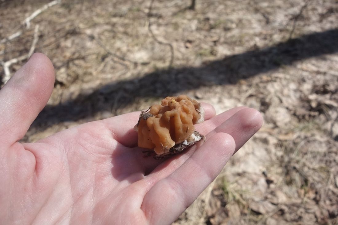 В Пензенской области появились первые грибы