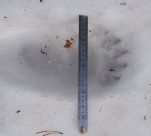 В Сурском крае нашли следы бурого медведя