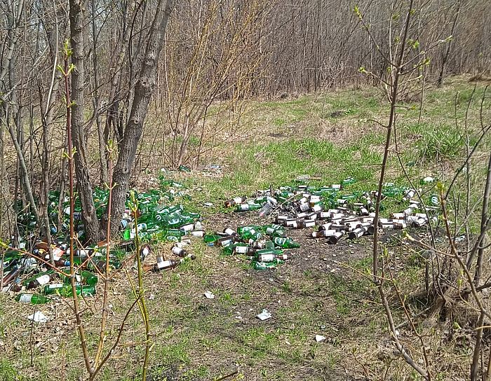 Пензенцы пожаловались на свалку из пивных бутылок в Арбековском лесу