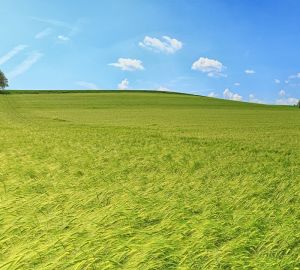 Губернатор Пензенской области поручил увеличить посевные площади