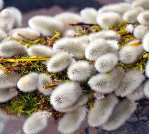 Пензенцам рассказали, где пройдет богослужение в честь Вербного воскресенья