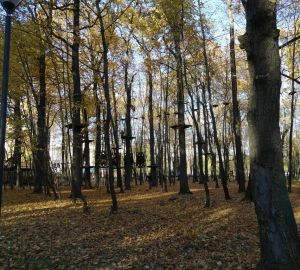 В Пензенской области в рамках акции «Сад памяти» высадили около 3 000 сеянцев сосны