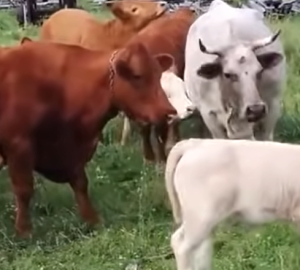 Пензенцам ответили по поводу замора скота