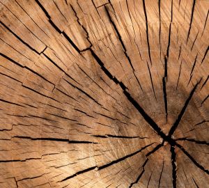 На пилорамах в Никольском районе выявили нарушения в обращении с отходами