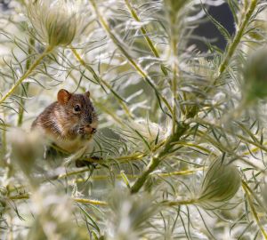 Пензенцам назвали симптомы мышиной лихорадки
