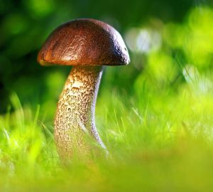 Способы консервирования продуктов в походных условиях