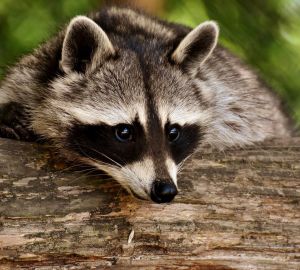 Зоопарк в Пензе будет работать иначе