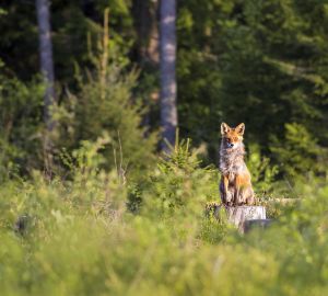 Названы навыки охоты, которые помогут выжить в лесу