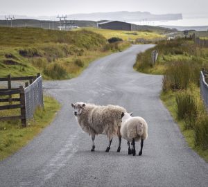Дачникам напомнили о больших штрафах за разведение скота