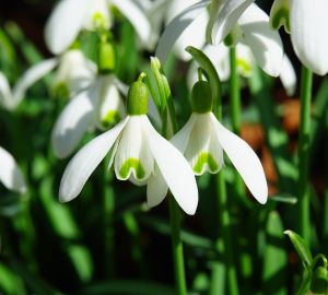 В Пензе из Ботанического сада украли первые подснежники