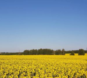 Пензенцам рассказали, какую можно получить поддержку для развития фермерского хозяйства