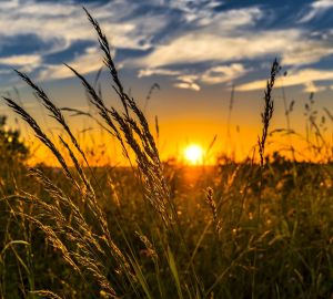 Правительство расширило поддержку малого агробизнеса