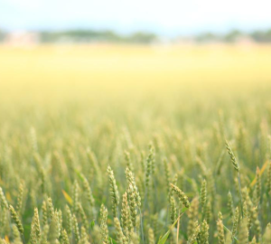 Пензенский фермер: «Мы успешно приступили к посевной и надеемся собрать хороший урожай»