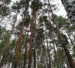 В Каменском районе оштрафовали «черного лесоруба»