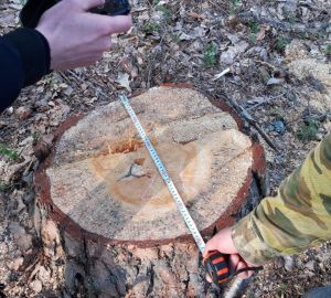 Никольские браконьеры уничтожили лес на 3 миллиона рублей