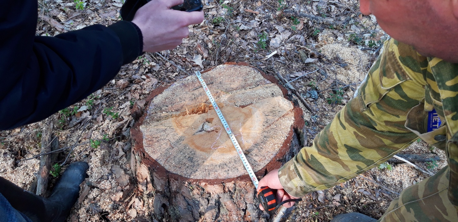 Никольские браконьеры уничтожили лес на 3 миллиона рублей