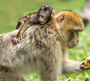 Роспотребнадзор: на 23 мая 2022 года в России не зафиксировали случаев заражения оспой обезьян