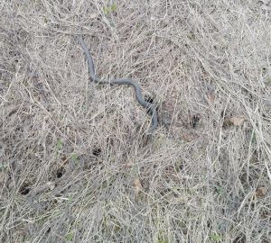 За год к медикам обратились 19 укушенных змеями пензенцев