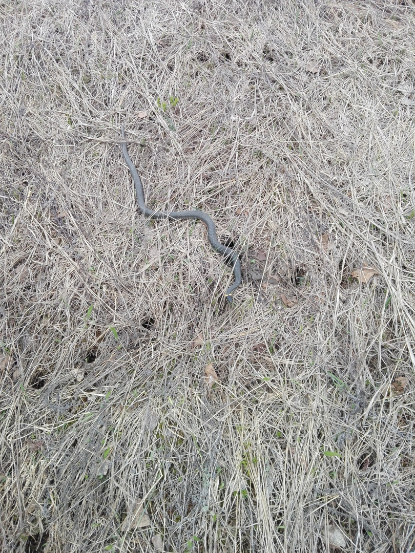 За год к медикам обратились 19 укушенных змеями пензенцев
