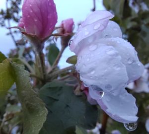 Синоптики пообещали пензенцам дождливый понедельник