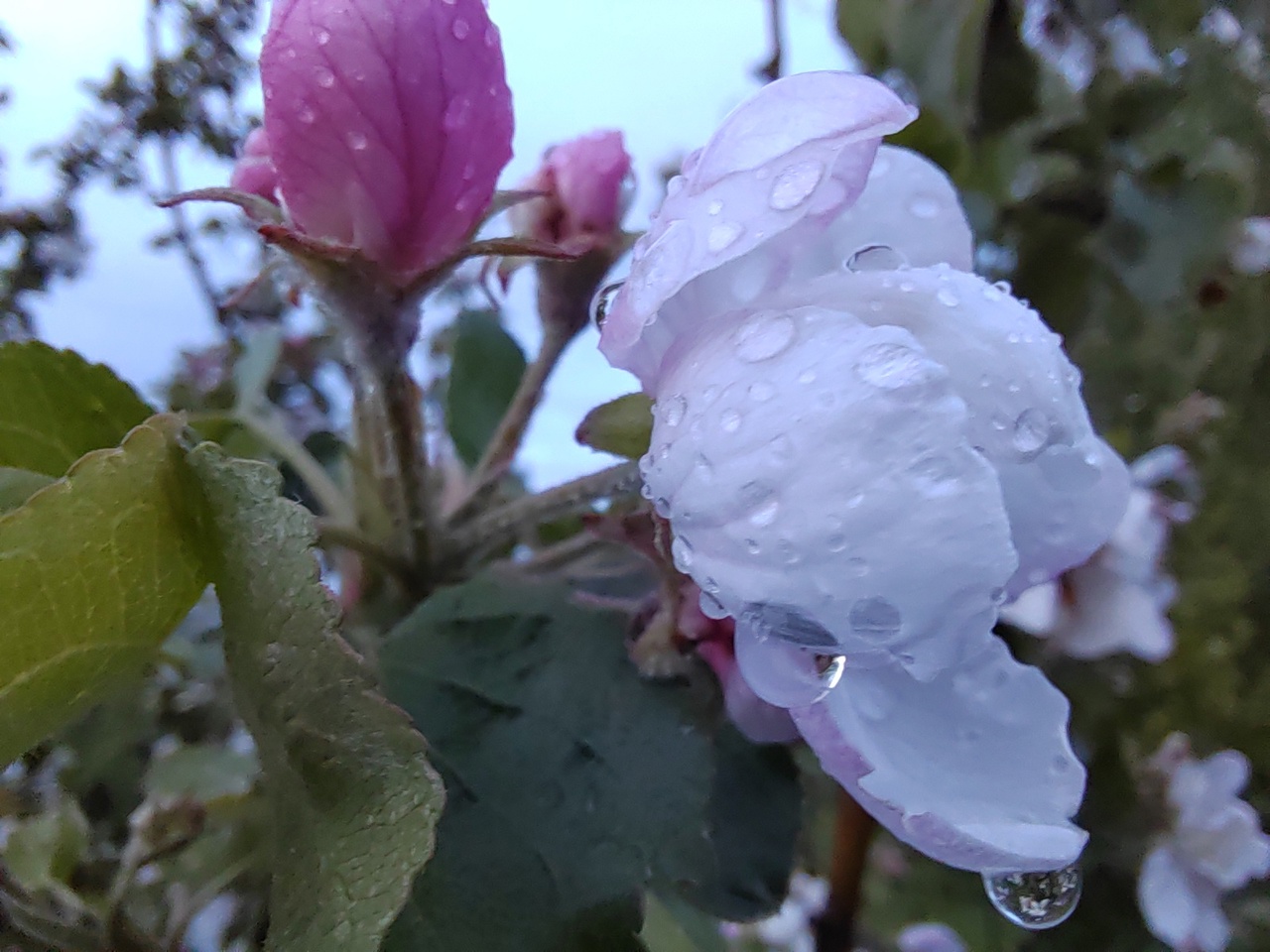 Синоптики пообещали пензенцам дождливый понедельник