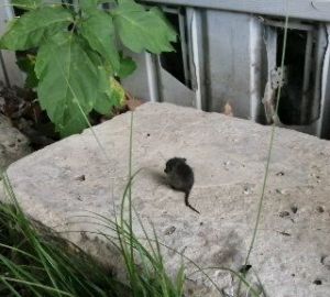 В Роспотребнадзоре объяснили, как обезопасить себя от мышиной лихорадки