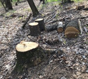 В администрации Пензы ответили, почему вырубают деревья на Олимпийской аллее