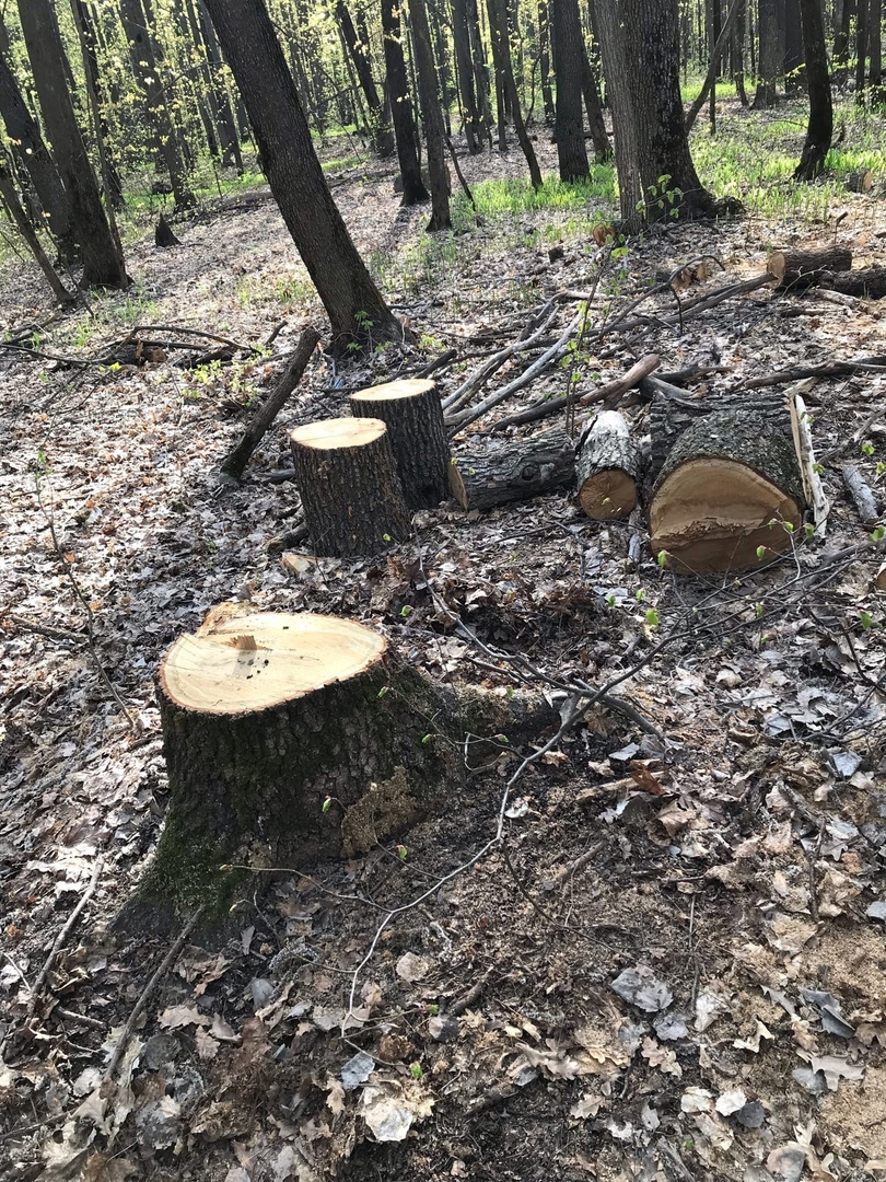В администрации Пензы ответили, почему вырубают деревья на Олимпийской аллее