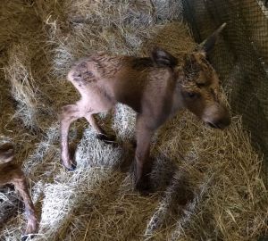 В Пензенской области сотрудники Минлесхоза спасли маленьких лосят
