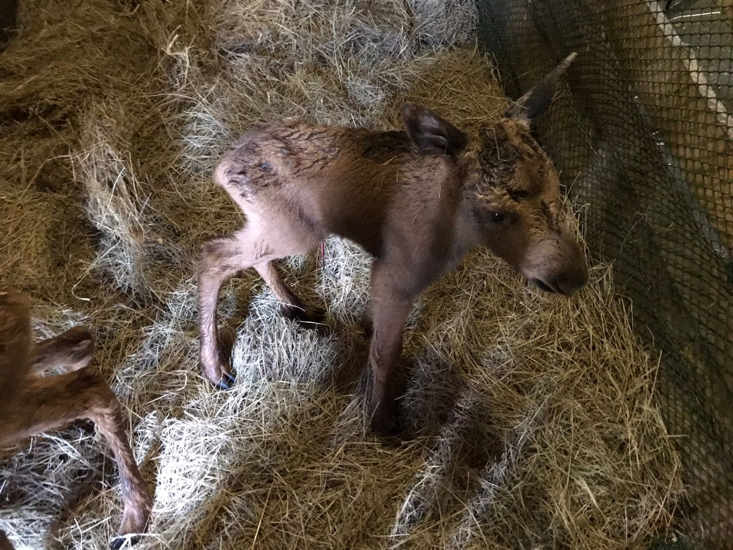 В Пензенской области сотрудники Минлесхоза спасли маленьких лосят