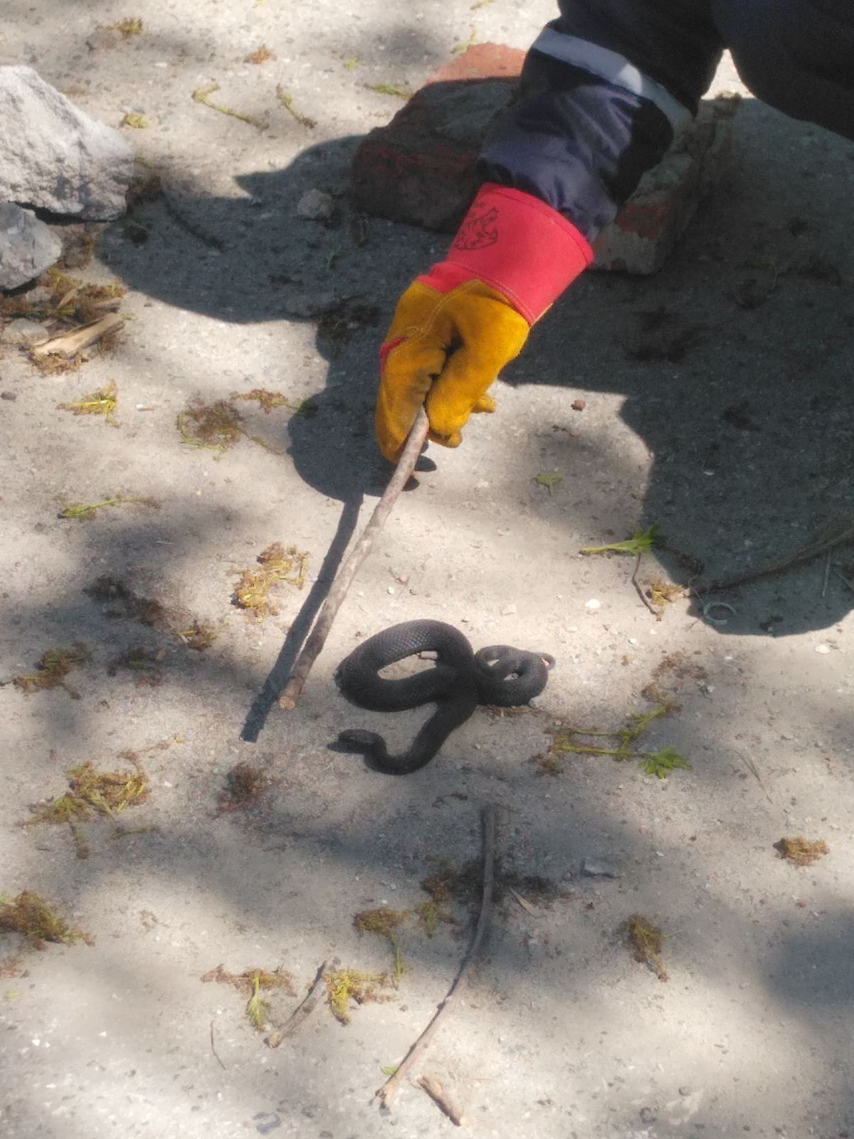 В Пензе возле торгового центра поймали ядовитую змею