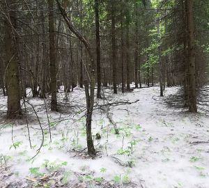 Пензенских аллергиков предупредили о стартовавшем сезоне тополиного пуха