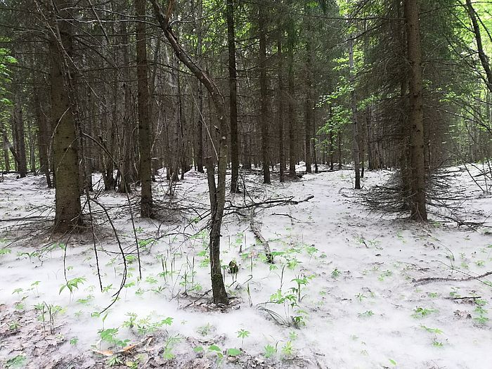 Пензенских аллергиков предупредили о стартовавшем сезоне тополиного пуха