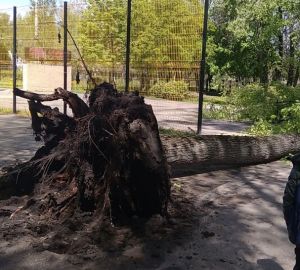 В Пензе огромное дерево выдрало вместе с корнями из земли