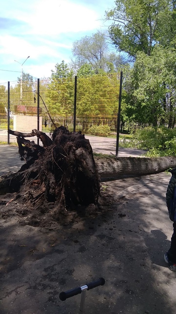 В Пензе огромное дерево выдрало вместе с корнями из земли