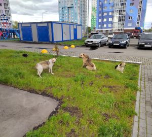 Жителей ГПЗ атакуют стаи бродячих собак