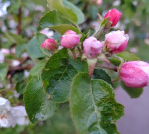 Какая погода ждет пензенцев 21 мая